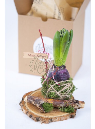 Martisor bulb de Zambila kokedama