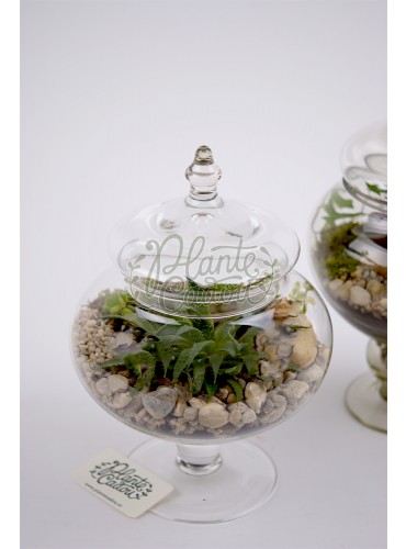 Terrarium bomboniera
