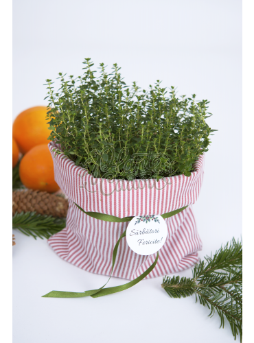 Plante aromatice