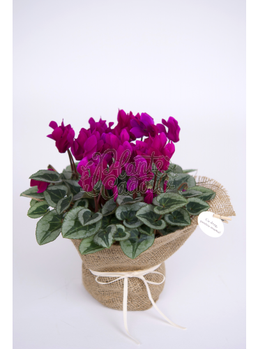 Cyclamen in ghiveci