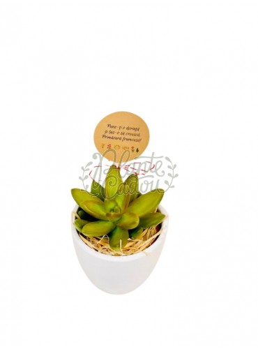 Martisor planta suculenta ceramica