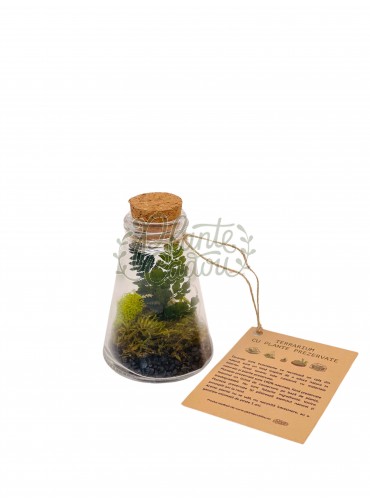 Terariu sticluță cu plante prezervate