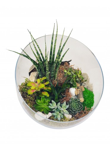 Terrarium Bol mare 