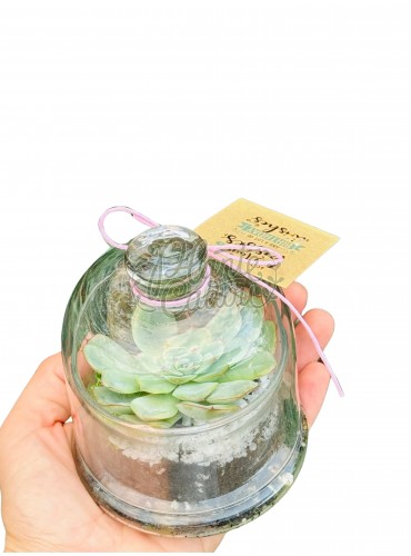 Mini terariu cu plante suculente si capac 