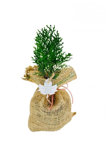 Marturie planta Thuja in sac decorativ