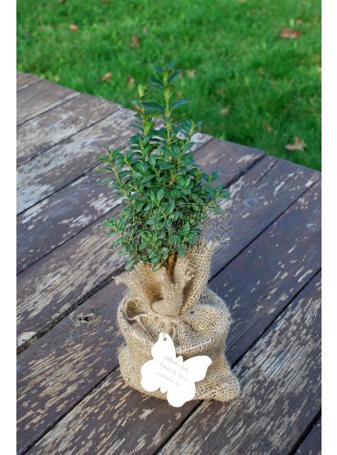 Buxus in sac iuta