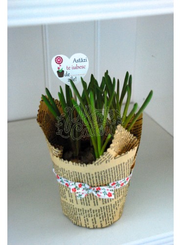 Muscari in hartie Valentine's day