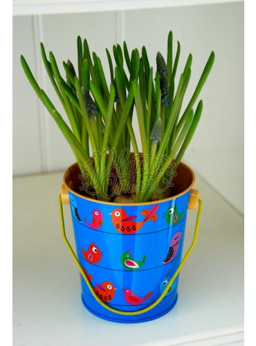 Marturii Muscari in ghiveci