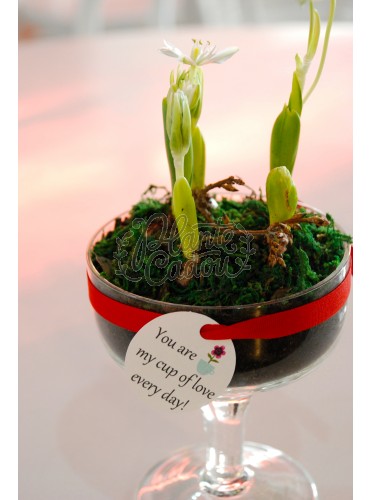 Flori cup of love Valentine's Day