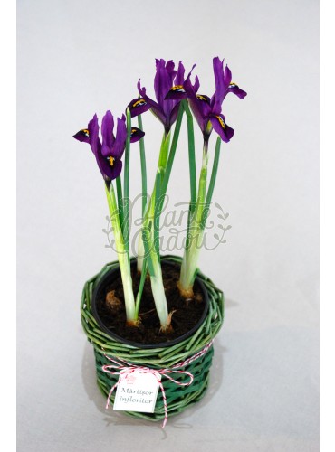 Iris in cosulet Martisor