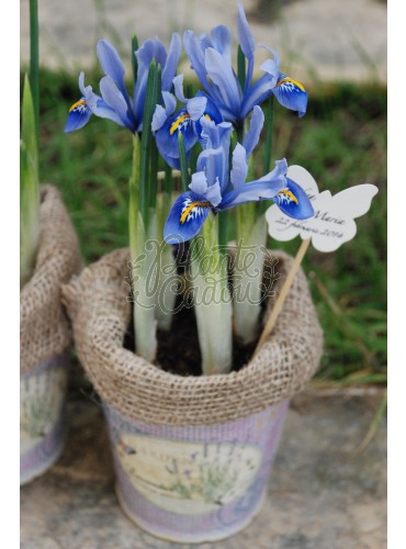 Marturii nunta Iris in ghiveci