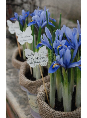 Marturii botez Iris in ghiveci