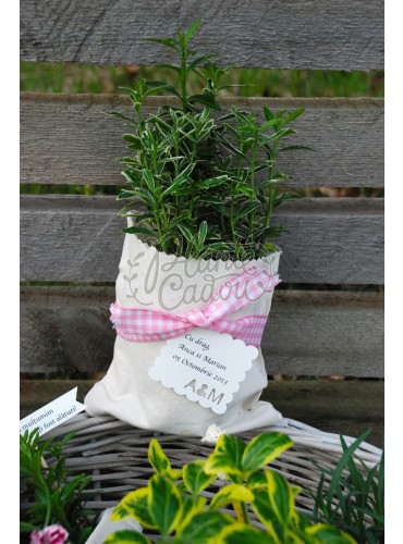 Euonymus in sac de panza