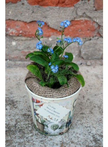 Nu Ma Uita in ghiveci