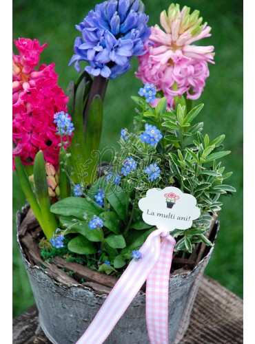 "Hyacinthus smile"