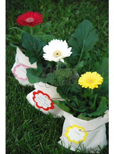 Gerbera in sac de panza