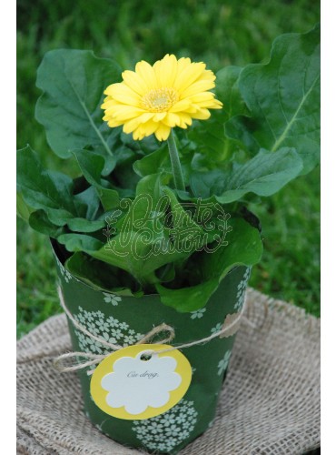 Gerbera in hartie