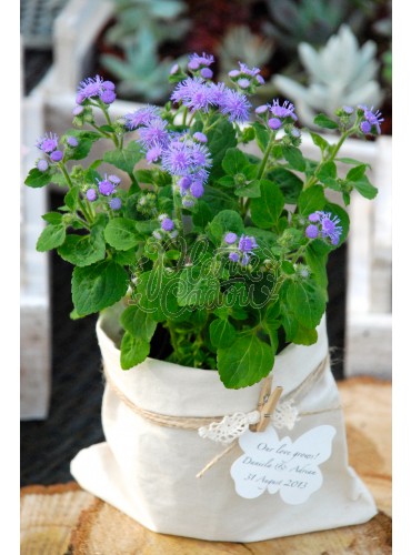 Ageratum in sac de panza