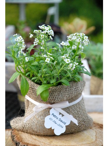 Alyssum in sac de iuta