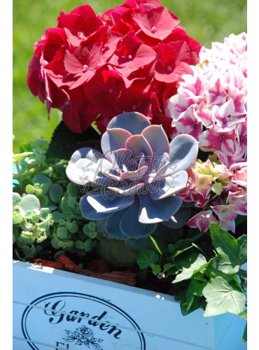 Hortensia in bloom