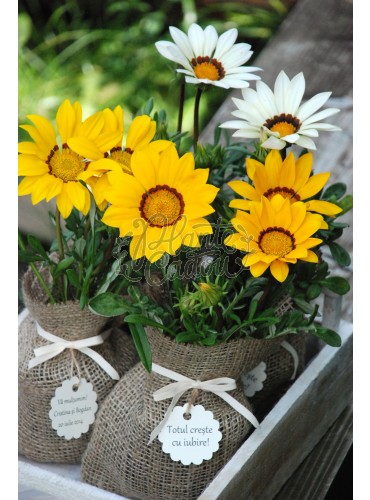Gazania in sac de iuta