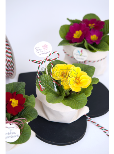 Primule - Flori in ghiveci de Martisor