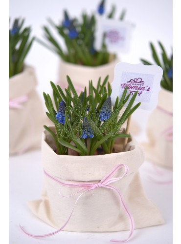 Muscari flori cadou 1-8 Martie