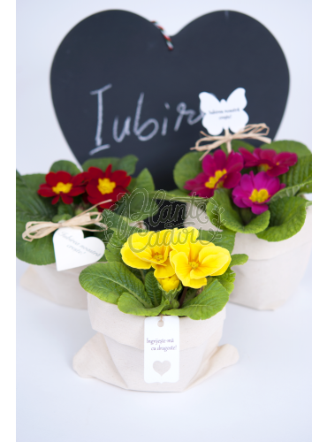 Marturii Primula in ghiveci
