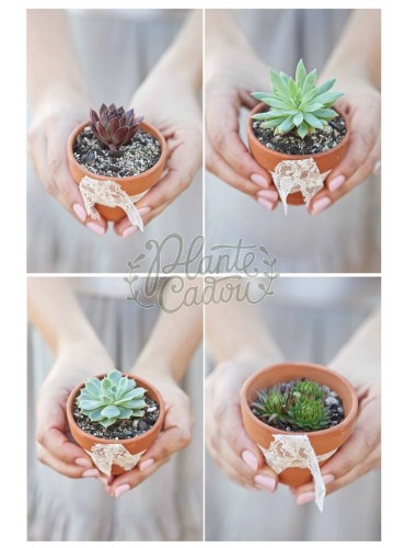 Suculente - ceramica natur