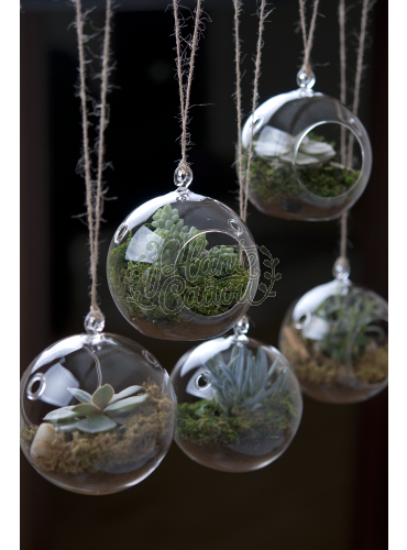 Terrarium Glob mic