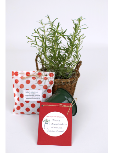 Kit pentru Plante Aromatice