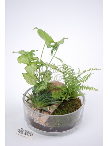 Aranjament plante verzi terrarium cake