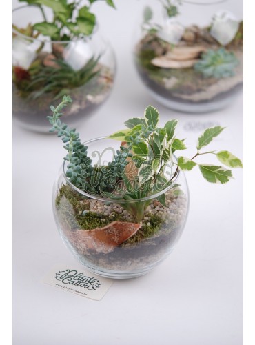 Mini bol terrarium