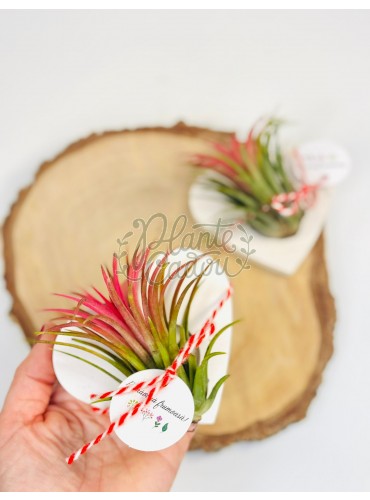 Martisor plante Aeriene Tillandsia