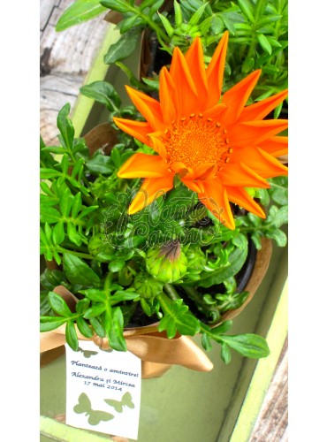 Gazania ambalaj hartie 