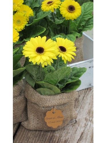 Gerbera in sac de iuta