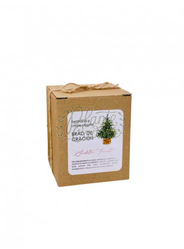 Kit de plantat - Seamana si creste propriul brad de Craciun