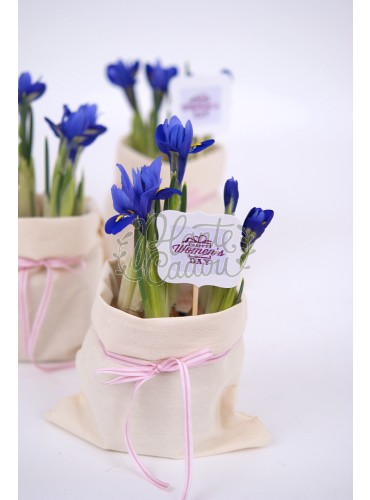 Iris flori cadou 1-8 Martie