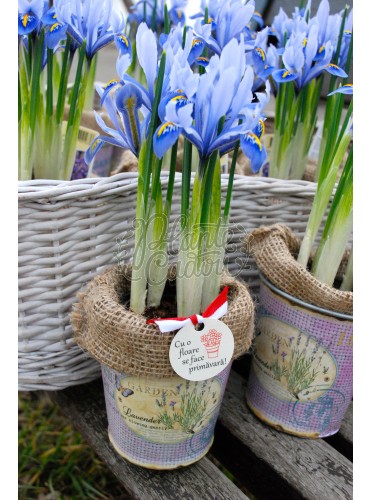 Iris in Ghiveci 8 Martie