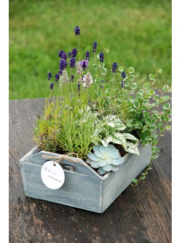 Romanta cu Lavanda