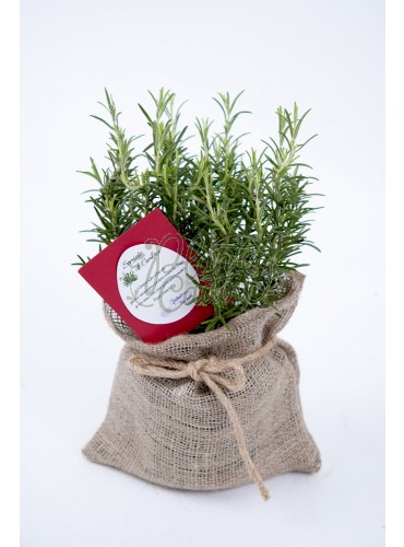 Planta aromatica la ghiveci