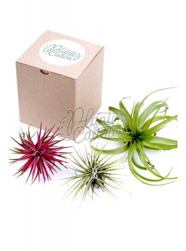 Mix 3 plante aeriene