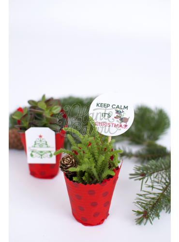 Plante ornament de Craciun