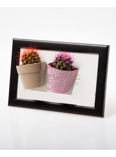 Marturii mini plante in ghivece magnet