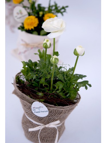 Flori Ranunculus in ghiveci
