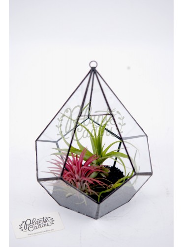 Terrarium geometric cu plante aeriene