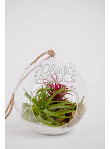 Terariu glob mare cu plante aeriene
