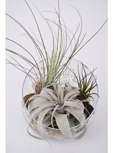 Terrarium cu plante de aer