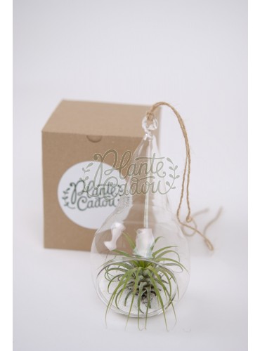 Terrarium Para mic