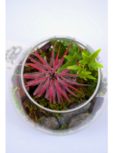 Tillandsia Terrarium - Plante de aer